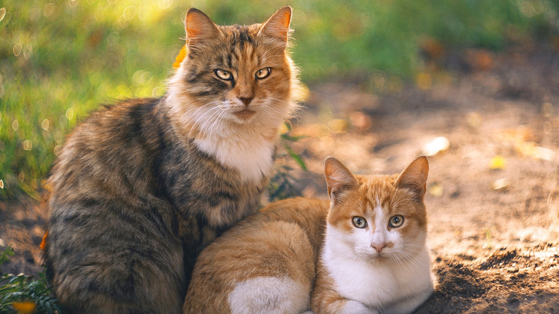 跨界致敬！塔图姆于他的欧冠半决赛之夜谱就绿军传奇