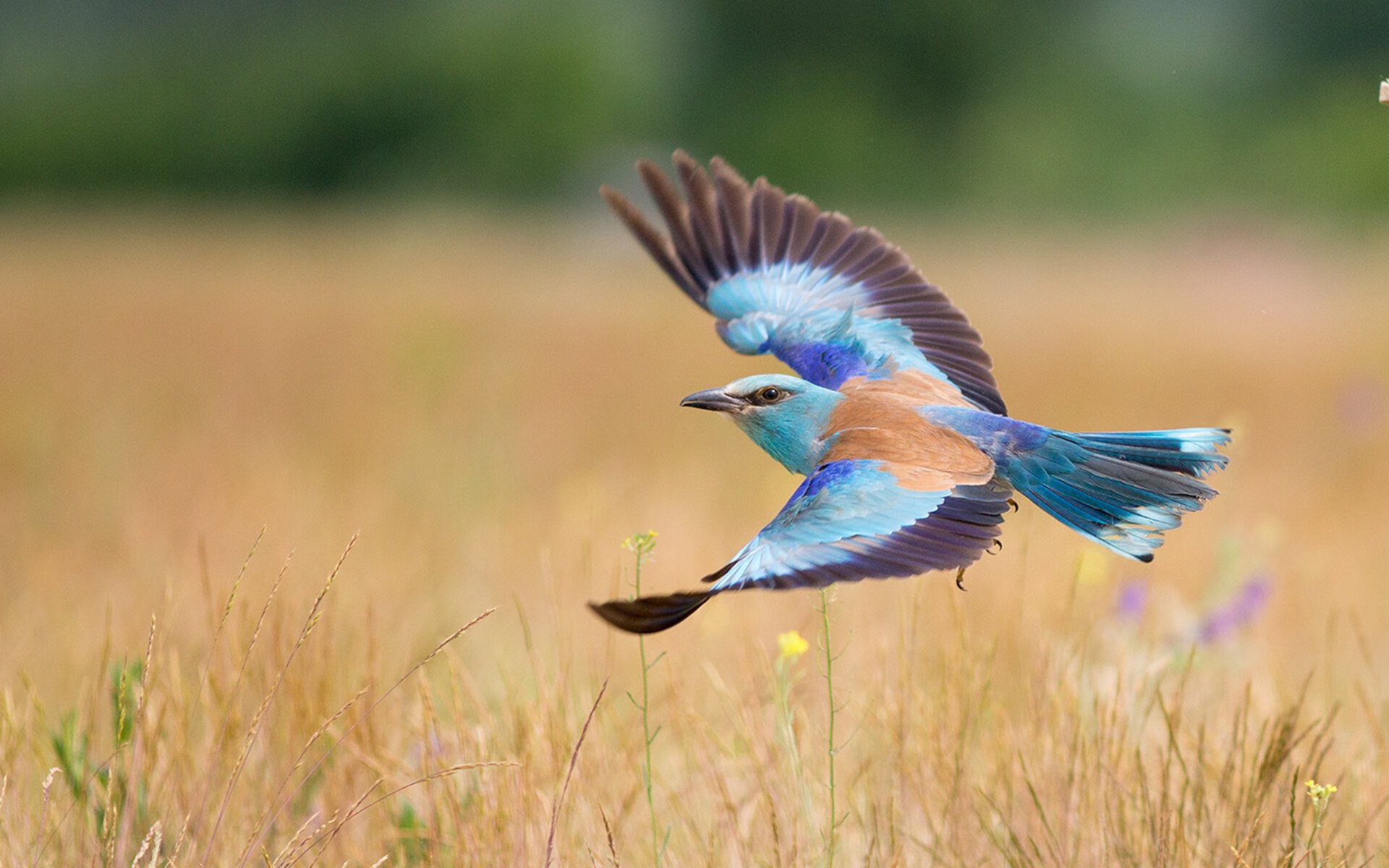 唯一之战，国际米兰跨越半球的巅峰对决与赖斯欧冠决赛的传奇接管