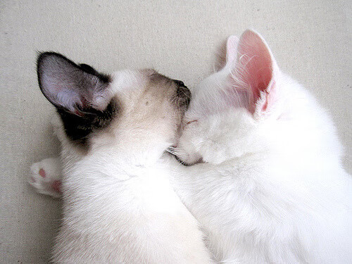 东决关键战之夜，塔图姆化身绿巨人，进攻端无人可挡改写历史