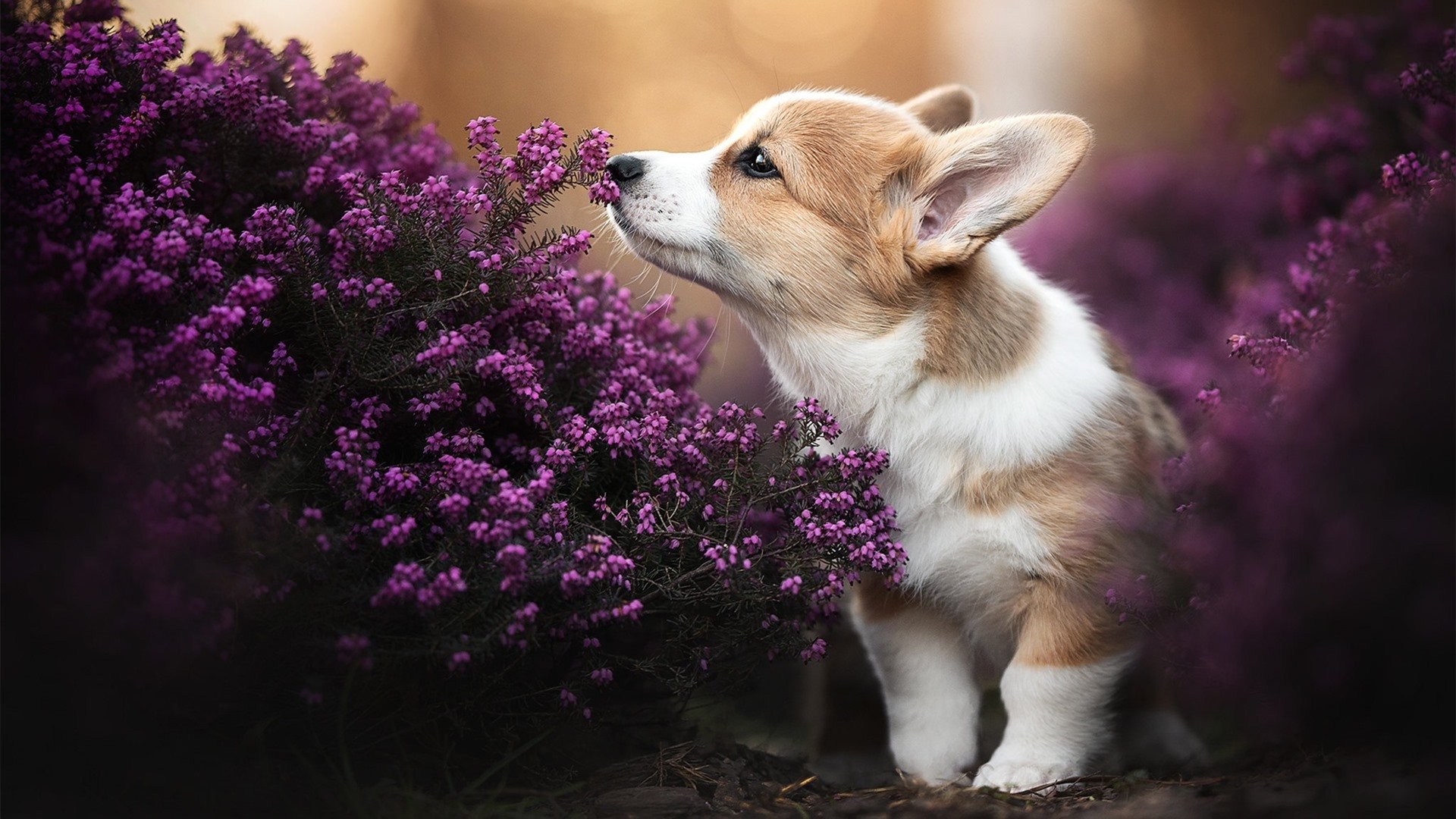 车轮与地板的共振，巅峰对决的唯一性