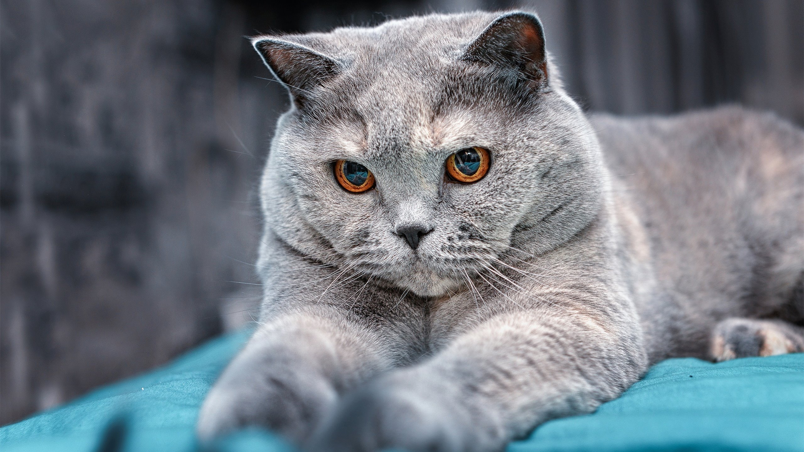 独臂锡安，最后一秒击碎亚特兰大风暴